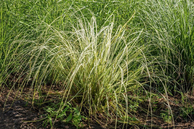 Ziergras mit grün-weiß gestreiften Blättern im Gartenbeet.