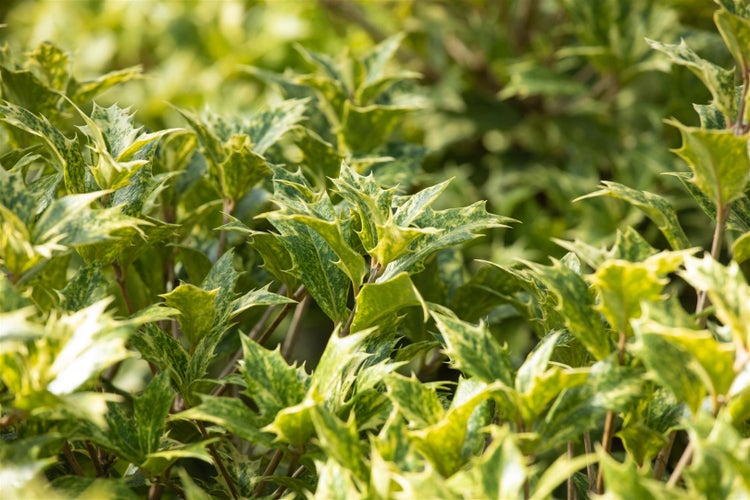 Osmanthus heterophyllus 'Tricolor', buntes Laub, 30–40 cm