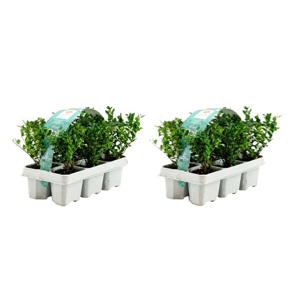 Zwei Trays mit jeweils sechs Ilex crenata Jenny Pflanzen, Japanische Stechpalme, immergrüne Heckenpflanze.