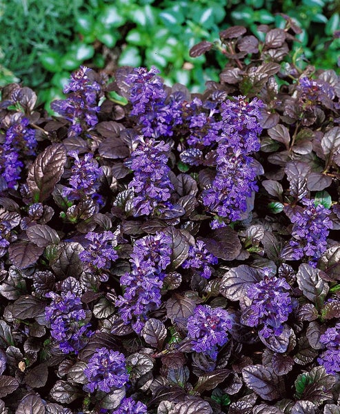 Ajuga reptans 'Braunherz', Günsel, bronzefarben, ca. 9x9 cm Topf