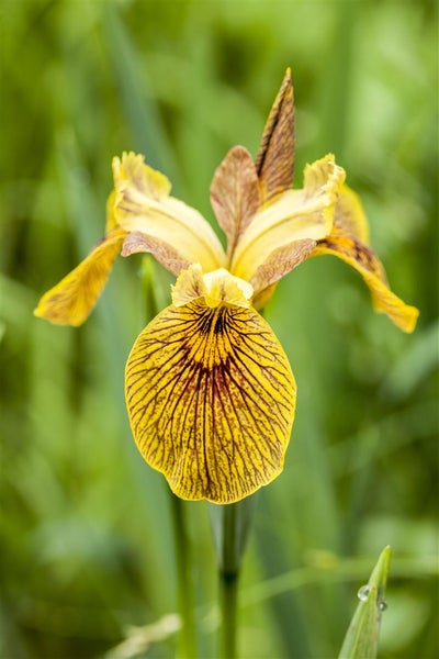 Iris pseudacorus, Gelbe Schwertlilie, ca. 9x9 cm Topf