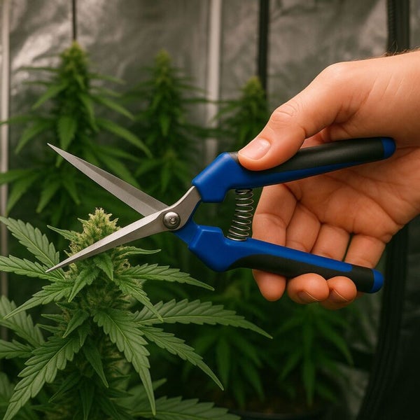 Gartenschere schneidet Blätter einer Pflanze