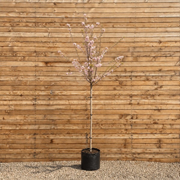 Ein hochstämmiger Zierkirschenbaum mit blühenden rosa Blüten in einem schwarzen Pflanzkübel vor einer Holzlattenwand.