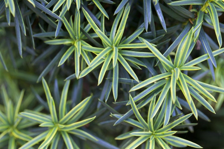 Taxus baccata 'Fastigiata Aureomarginata', Gelbbunter Eibenbaum, 30–40 cm