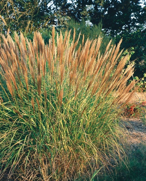 Miscanthus sinensis 'Adagio', Chinaschilf, kompakt, 3-5 Liter Container
