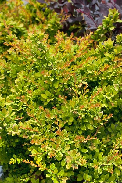 Berberis thunbergii 'Sunsation', Gelbbunte Heckenberberitze, 20–25 cm