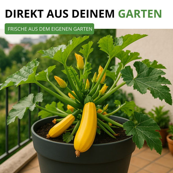 Zucchinipflanze mit gelben Früchten und Blüten in einem anthrazitfarbenen Pflanztopf auf einem Balkon.