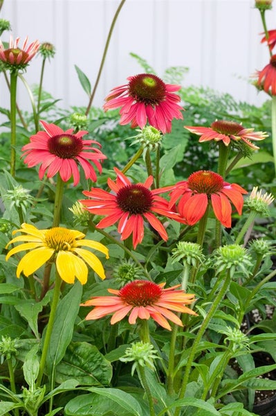 Eine Pflanze mit einer Vielfalt an bunten Sonnenhüten im Garten.