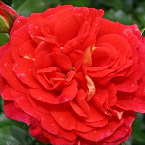 Nahaufnahme einer roten Rosenblüte mit Wassertropfen