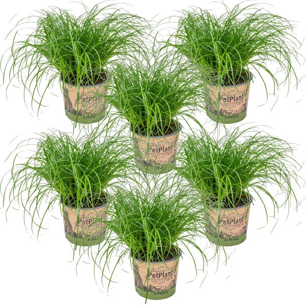 6x Cyperus 'Zumula' - Katzengras - Zimmerpflanze - Haustierfreundlich – ⌀12 cm - ↕20-25 cm