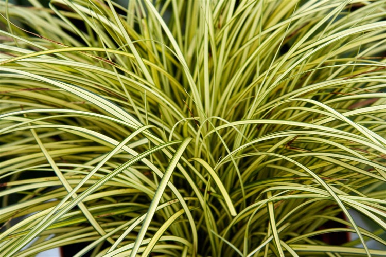 Carex brunnea 'Jenneke', Ziergras, immergrün, 2 Liter Container