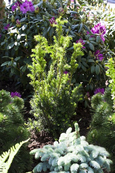 Taxus media 'Hillii', Säuleneibe, immergrün, 30–40 cm