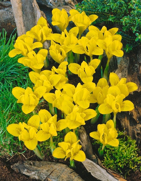 Iris danfordiae, Zwerg-Iris, gelb, ca. 9x9 cm Topf