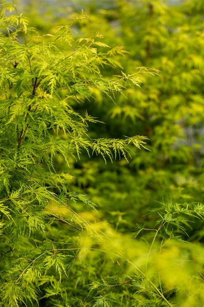 Acer palmatum 'Seiryu', Japanischer Ahorn, filigran, 60–80 cm