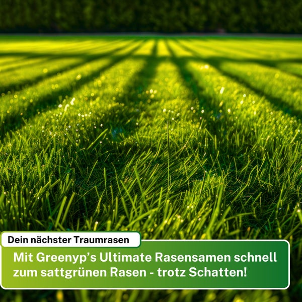 Greenyp® Ultimate I Premium RSM Schattenrasen mit 100% RSM Gräsern I 2,5kg für 100m² I Nachsaat Grassamen Rasensamen Rasensaat Gras für schattige & trockene Standorte