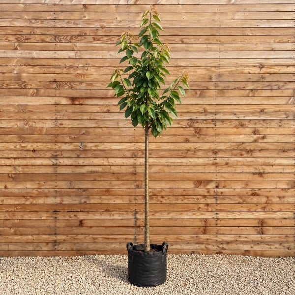 Junger Baum als Hochstamm in einem Pflanzsack vor einer hölzernen Wand