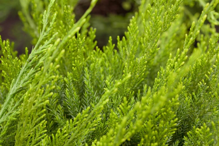 Juniperus pfitzeriana 'Mint Julep', Wacholder, grün, 15–20 cm