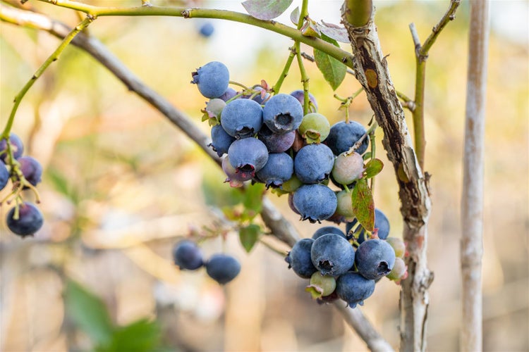 Reife Heidelbeeren in Trauben an einem Strauch mit Zweigen und Blättern in der Natur.