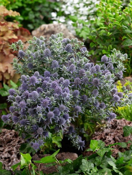 Eryngium planum 'Blue Hobbit', Edeldistel, stahlblau, ca. 9x9 cm Topf