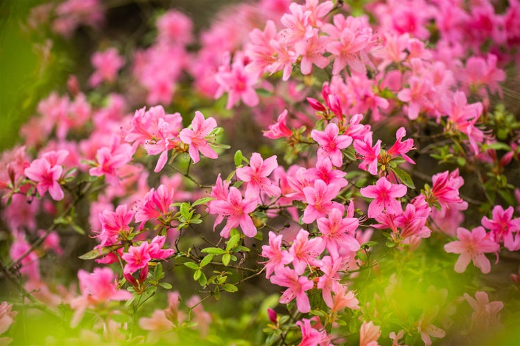Nahaufnahme von rosa Azaleenblüten