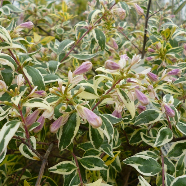 Dekorativer Blütenstrauch mit grün-weißen Blättern und zarten Blüten