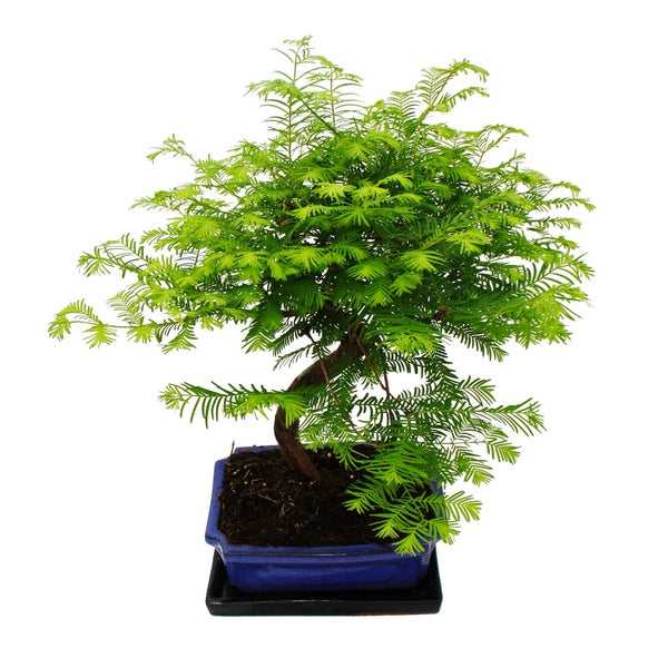 Bierzapfanlage mit Zubehör