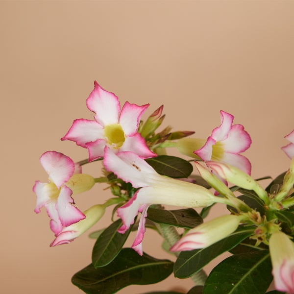 Bloomique - Adenium Obesum - Wüstenrose - blühend - Zimmerpflanzen - sehr pflegeleicht - Topf 13 cm - 25-35 cm hoch