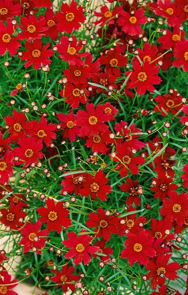 Coreopsis rosea 'Limerock Ruby', Mädchenauge, rubinrot, ca. 11x11 cm Topf