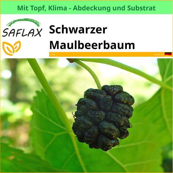 Schwarzer Maulbeerbaum der Marke Saflax mit Topf, Klima Abdeckung und Substrat.