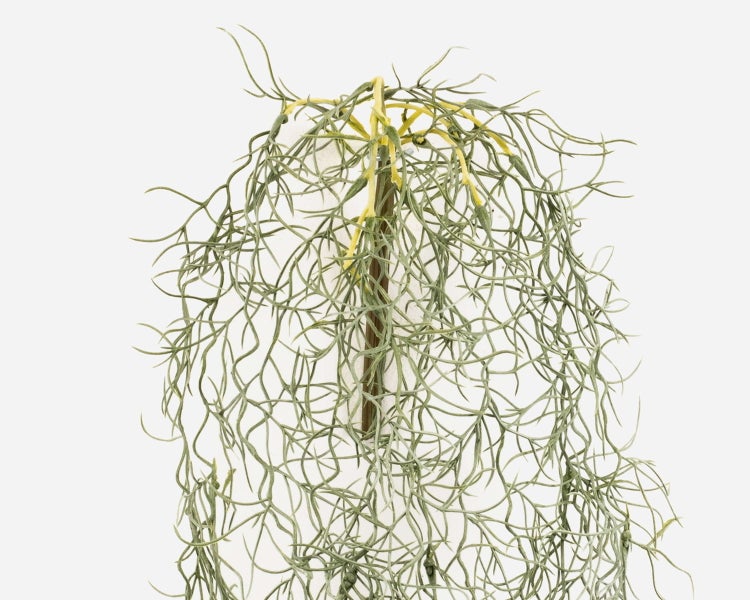 Hängende Tillandsia usneoides, bekannt als Spanisches Moos, mit feinen, krausen Trieben.