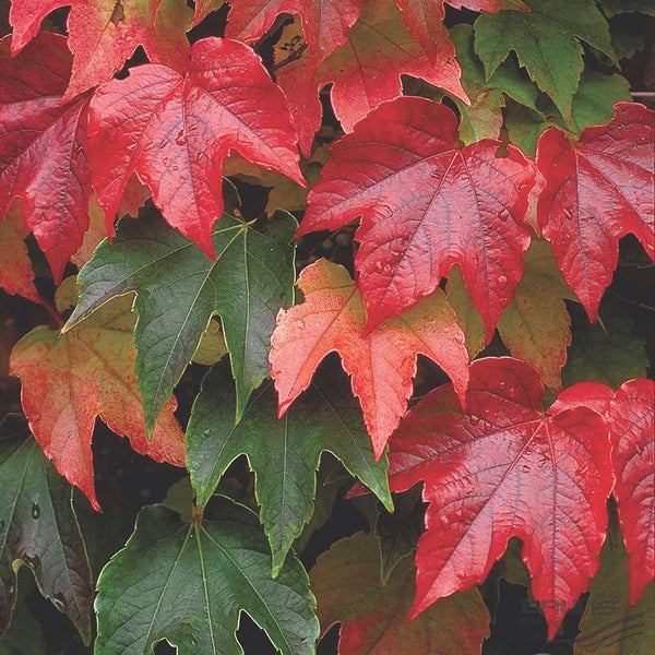 Blätter der Jungfernrebe in roter und grüner Farbe