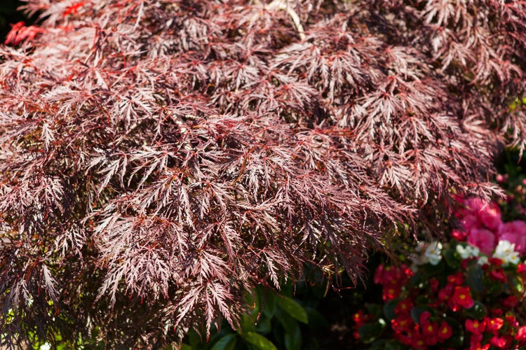 Acer palmatum 'Dissectum Garnet', Japanischer Ahorn, rotlaubig, 30–40 cm