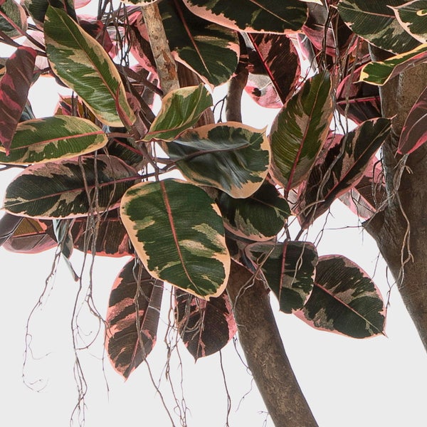 Gummibaum Ficus elastica Belize mit panaschierten Blättern in Grün, Creme und Rosa, Nahaufnahme.