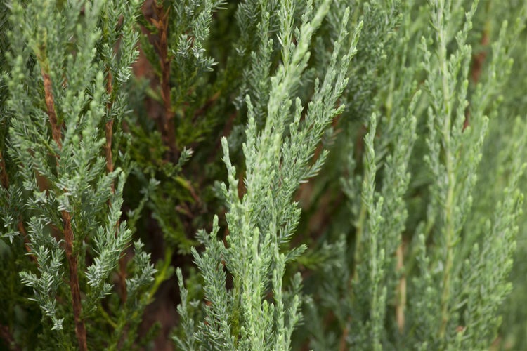 Juniperus scopulorum 'Blue Arrow', Säulenwacholder, blaugrün, 60–80 cm