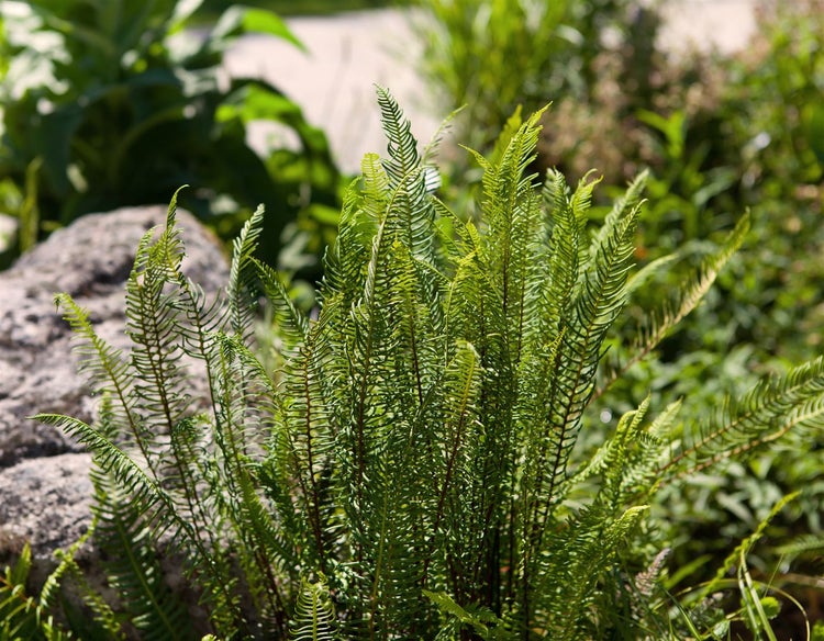 Blechnum spicant, Rippenfarn, ca. 9x9 cm Topf