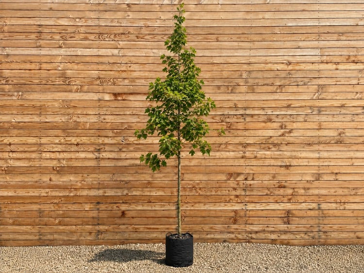 Junger Ahornbaum mit säulenförmiger Krone in einem Pflanzcontainer vor einer Holzwand.