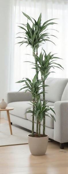 Dracaena Zimmerpflanze mit mehreren Stämmen in einem Pflanzgefäß vor einem Sofa im Wohnzimmer.