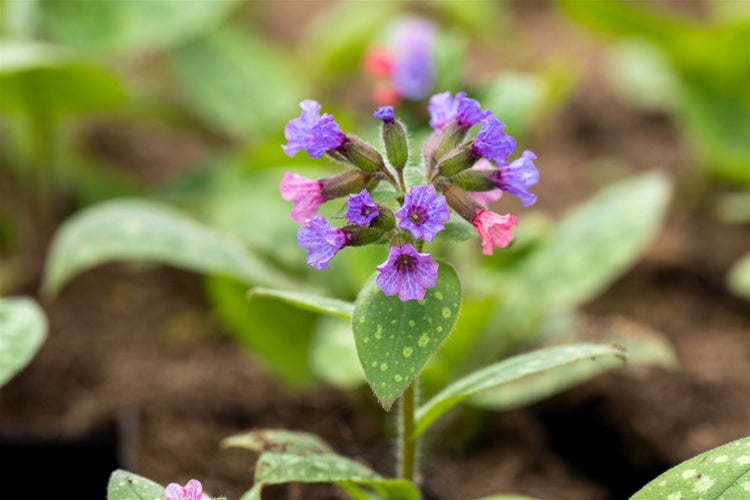 Pulmonaria saccharata 'Mrs Moon', Lungenkraut, rosa-blau, ca. 9x9 cm Topf