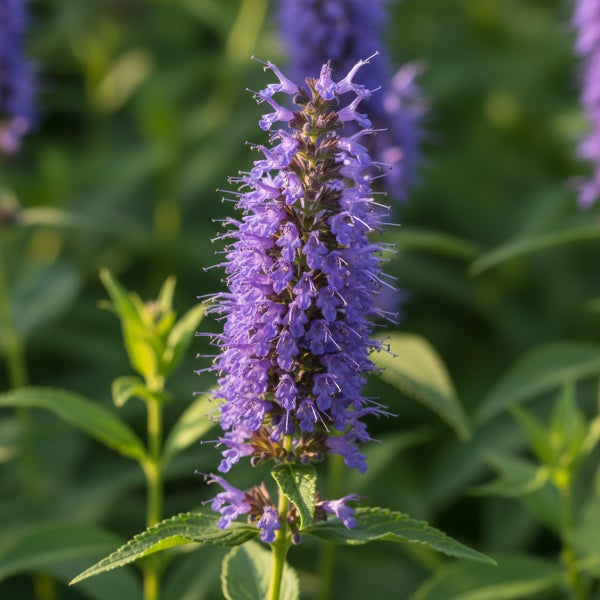 Nahaufnahme einer blühenden Duftnessel Agastache mit violetten Blütenähren und grünen Blättern im Garten.