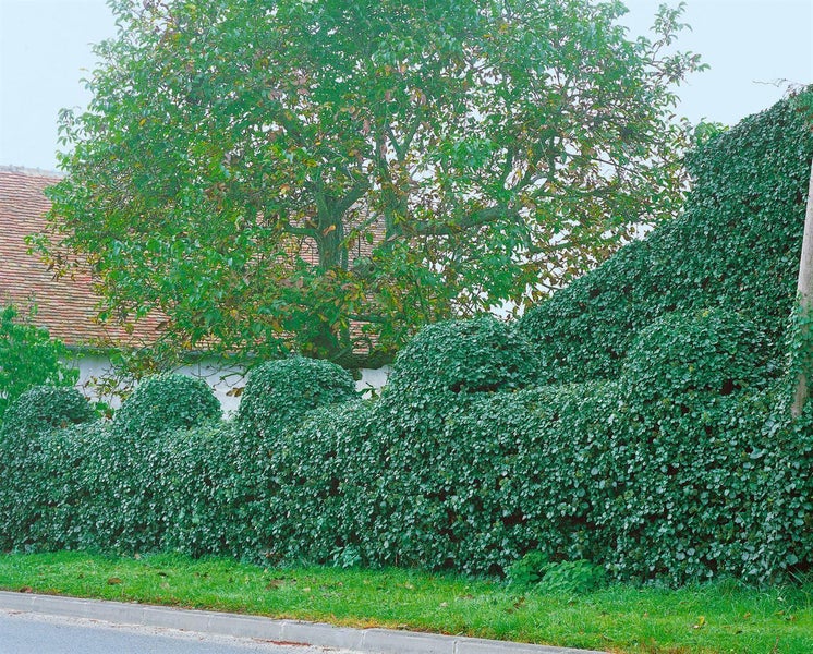 Hedera helix 'Hibernica', Irischer Efeu, 40–60 cm