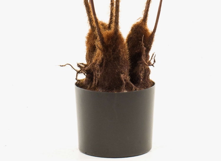 Detailansicht der behaarten Basis eines Baumfarns in einem dunklen Kunststofftopf.