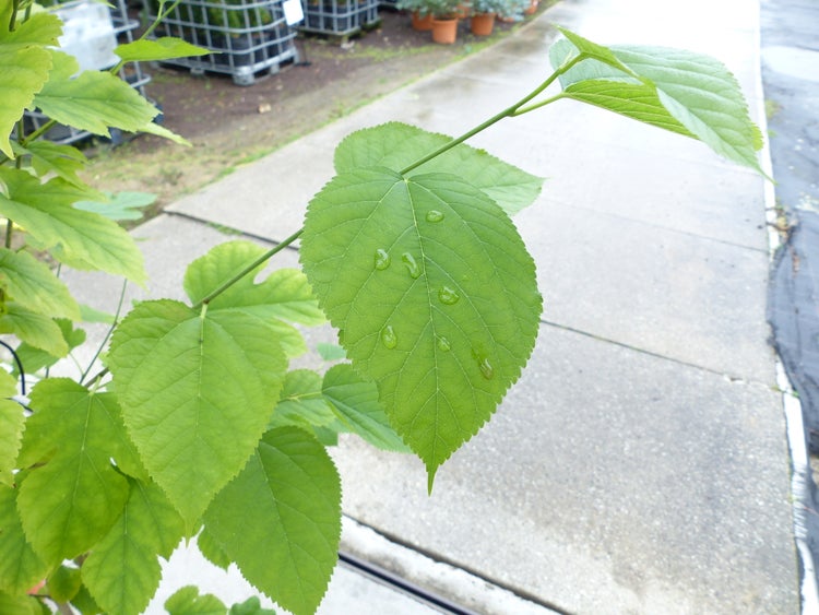 Morus-Nigra 170 - 180 cm Schwarze Maulbeere, Maulbeergewächse, Winterhart