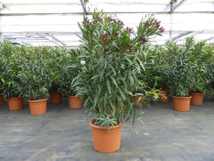 Nerium Oleander im Kunststofftopf mit grünen Blättern und dunklen Blütenknospen in einem Gewächshaus.