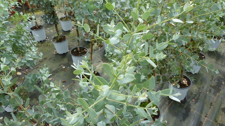 Eucalyptus Cinerea Stamm Eukalyptusbaum, 70 - 90 cm, Pflanze winterhart