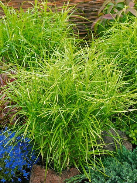 Carex muskingumensis 'Silberstreif', Segge, grün-weiß, ca. 9x9 cm Topf