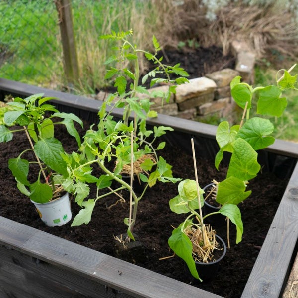 Hochbeet-Set „Bunte Ernte“, Bio-Jungpflanzen, Bio-Gemüse anbauen, Garten, Balkon, 1x Bio- Aubergine, 1x Bio-Spitzpaprika rot, 1x Bio-Blockpaprika, 1x  Bio-Cherrytomate, 1x Bio-Tomate San Marzano, 1x Bio-Zucchini