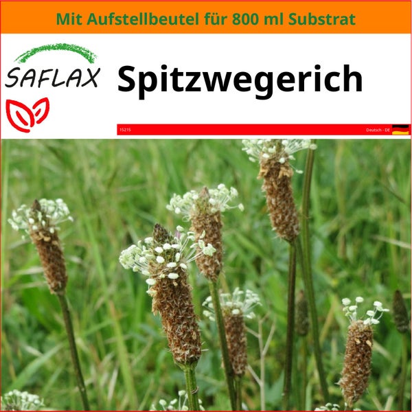 SAFLAX Garden in the bag - Spitzwegerich - Plantago lanceolata - 100 Samen - Mit Anzuchtsubstrat im praktischen, selbst aufstellenden Beutel