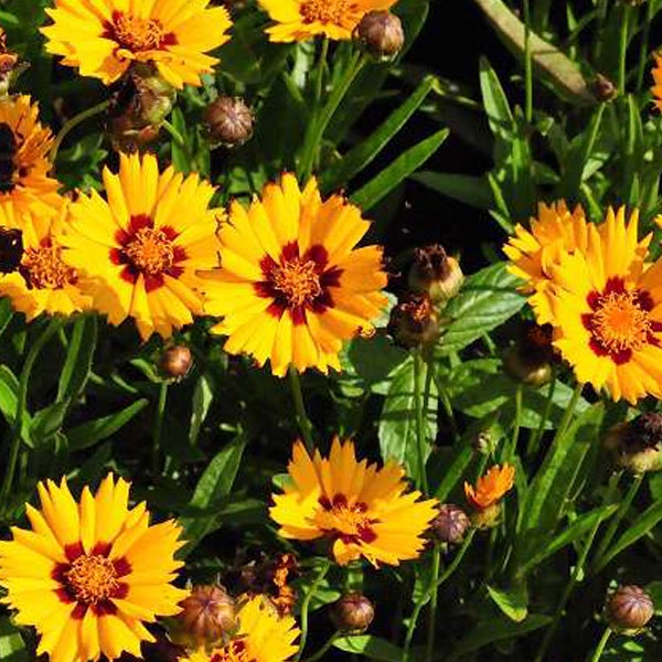 Gruppe von Coreopsis-Pflanzen mit gelben Blüten