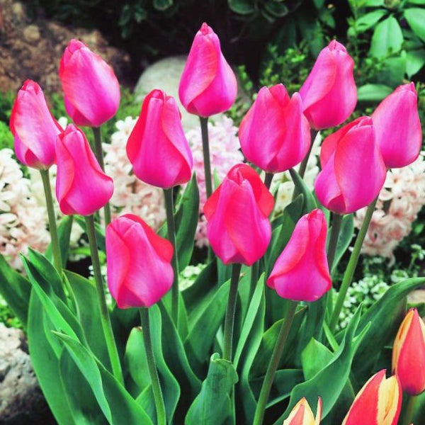 Gruppe von rosafarbenen Tulpen mit grünen Blättern