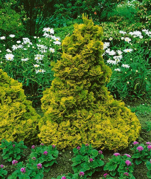 Chamaecyparis obtusa 'Nana Aurea', Hinoki-Scheinzypresse, goldgelb, 20–25 cm